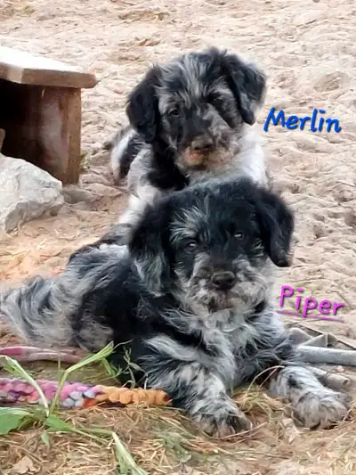 These uniquely colored labradoodle pups were born June 12, 2025 and will be ready for their forever...