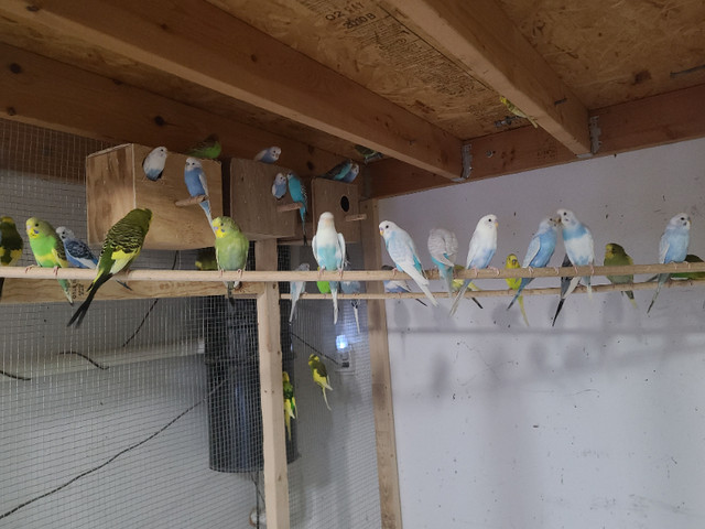 Budgies for sale with cage & breeding box everything in Birds for Rehoming in Markham / York Region - Image 4