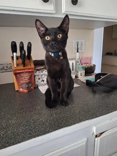 4.5 Month Old Kitten, View more
