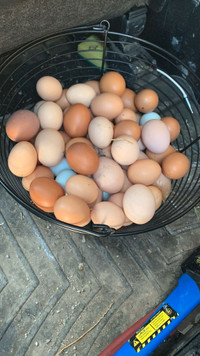 Free range eggs