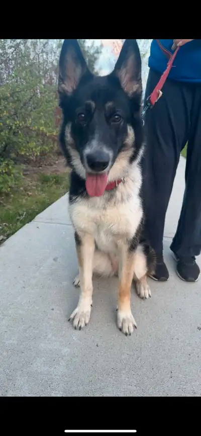Meet Luna – a sweet, observant, and gentle 12-month-old German Shepherd × Alaskan Malamute mix. She’...