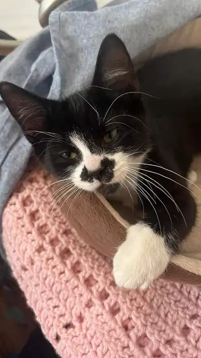 Beautiful playful Tuxedo kitten for sale