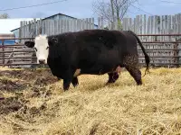 Pair/Bred Cow Sale