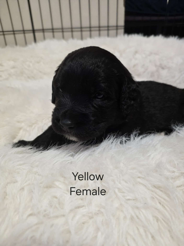 Newfoundland/Golden Retriever Puppies in Dogs & Puppies for Rehoming in Dartmouth - Image 4