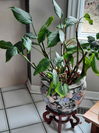 Chinese Evergreen (Aglaonema modestum) plant