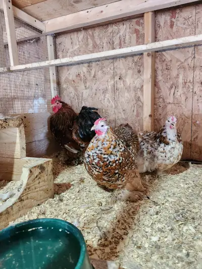 Poules Bantam milles fleursagé de une semaines a 5 mois. bonne pondeuses et résistantes. calmes et t...