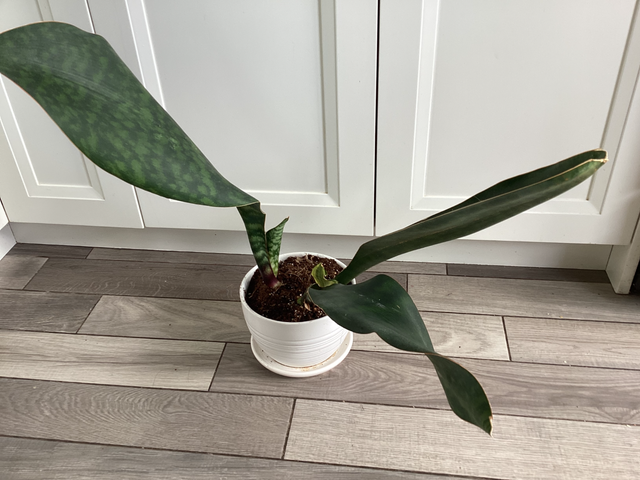 House Plants595974660010158084