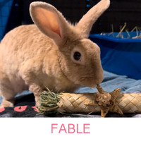 Fable - Spayed Female