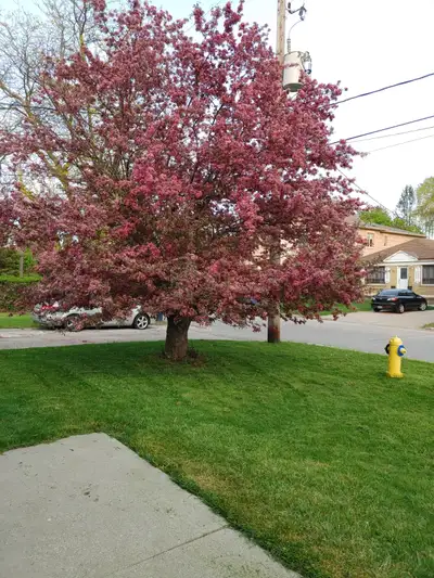 Semi- furnished 4- bedroom basement with a huge backyard for rent in North York (Yonge & Finch) Sepa...