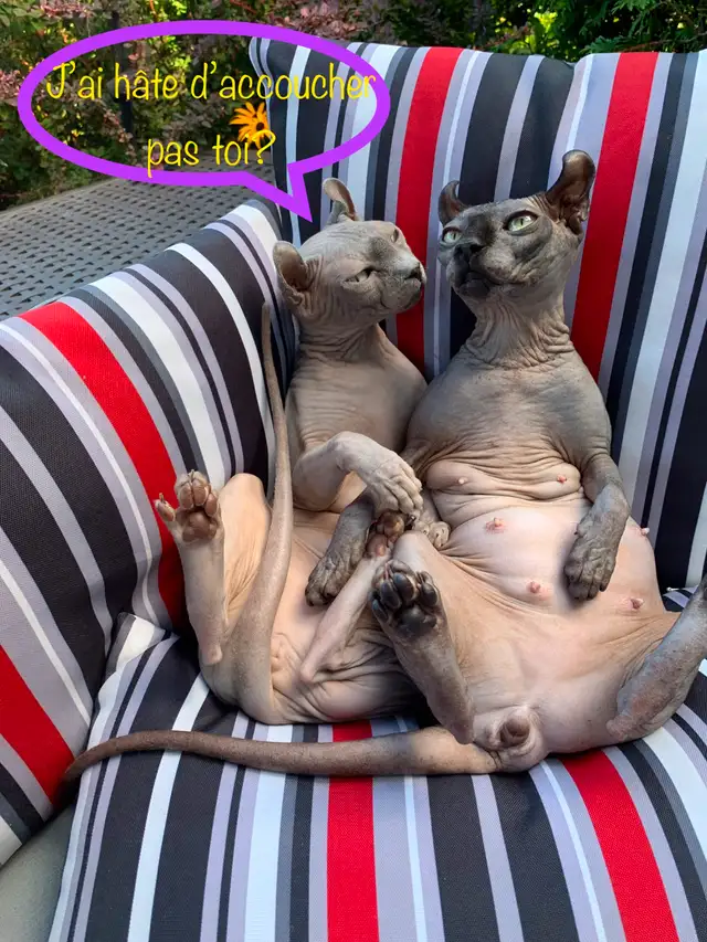 Chatons Sphynx et Elf in Cats & Kittens for Rehoming in Lanaudière - Image 7