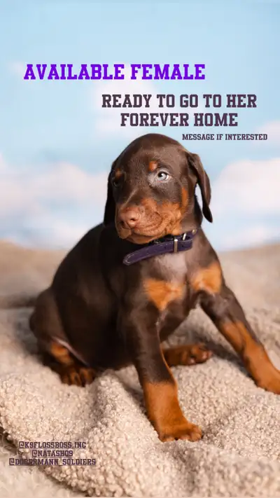 Registered Doberman puppies *** Serious inquiries only*** price is non-negotiable.**** All potential...