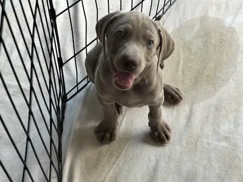 11 Pure bred Weimaraner puppies born April 21. 4 blue male, 4 blue female, 1 silver male and 3 silve...