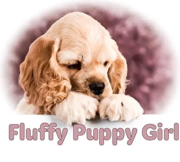 Canadian Cocker Spaniel Purebreed Puppies for RESERVATION!!!!! in Dogs & Puppies for Rehoming in St. Catharines - Image 8