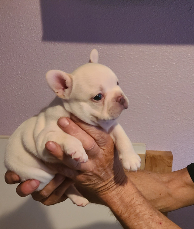 French bulldogs Dogs & Puppies for Rehoming Penticton Kijiji