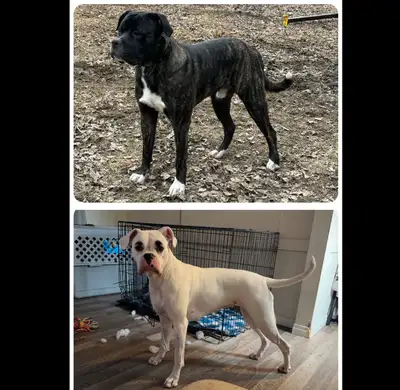 American Bulldog/Boxer  Mixed Puppies  for Sale, View more