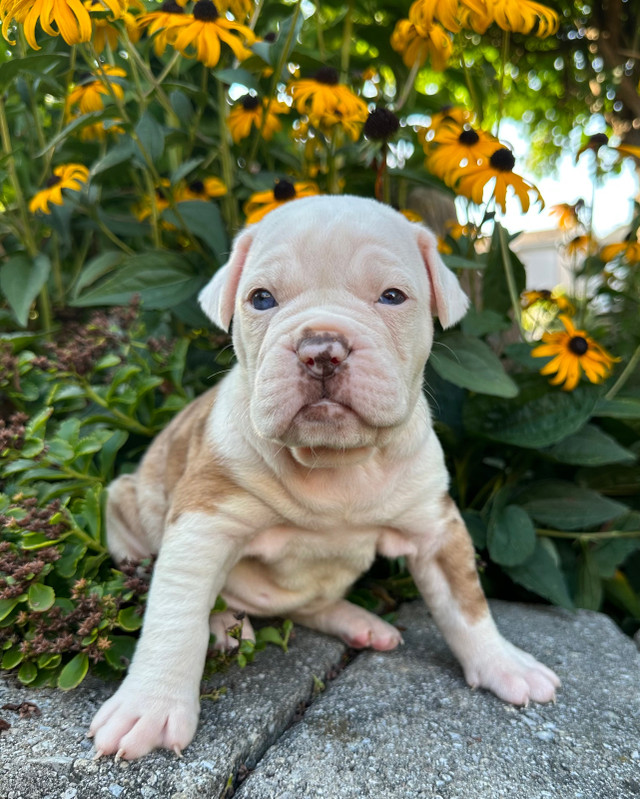 Old English Bulldog Puppies in Dogs & Puppies for Rehoming in Trenton - Image 3