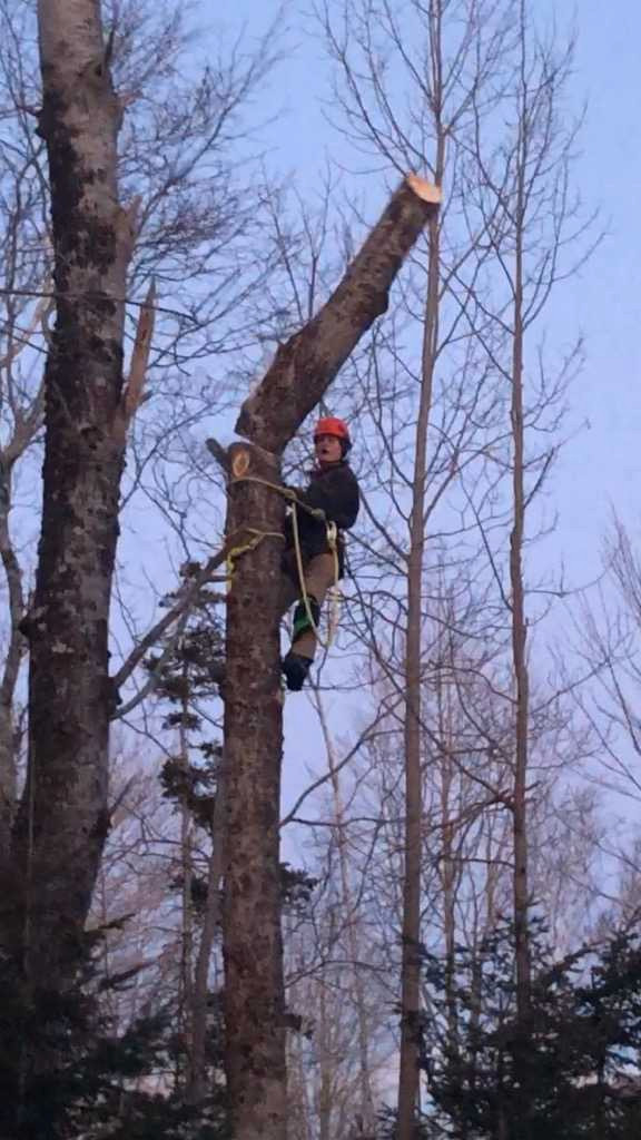 Tree removal, Lot clearing, Pruning in Lawn, Tree Maintenance & Eavestrough in Annapolis Valley - Image 4