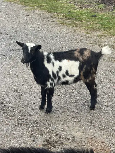 Young Dwarf Nanny Goat, View more