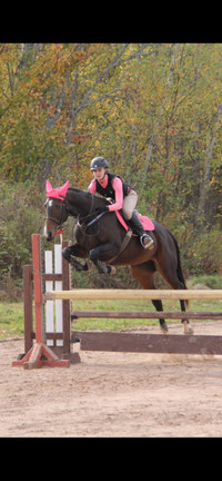 English Riding Mare Available for Lease .