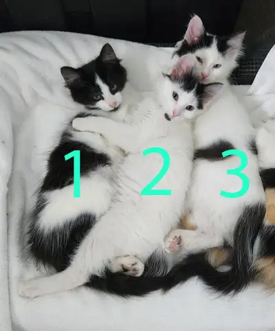 Three Male Kittens Available for Rehoming, View more