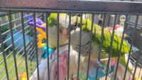 Rehoming 2 quakers