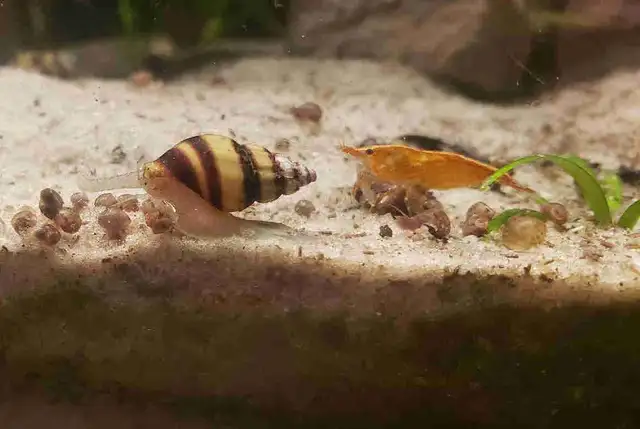 Neo Shrimp in Fish for Rehoming in Kitchener / Waterloo - Image 2