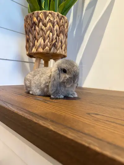 Female Holland Lop, View more