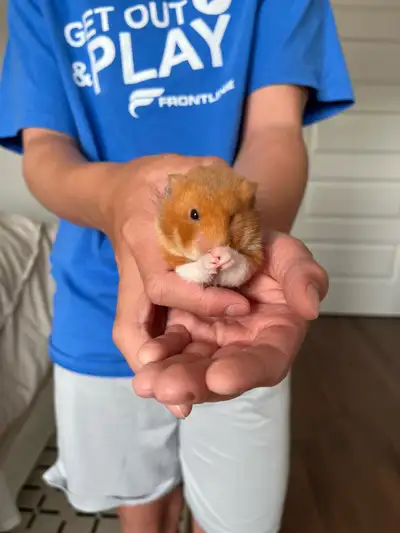 Syrian Hamster , View more