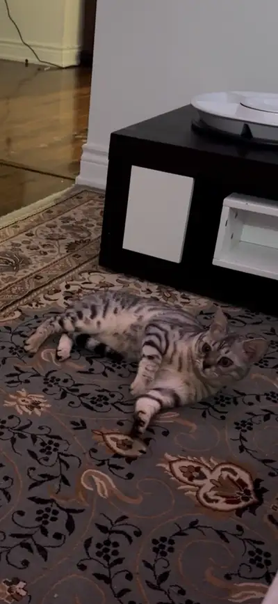 2 pure bengal cats for reholming, View more