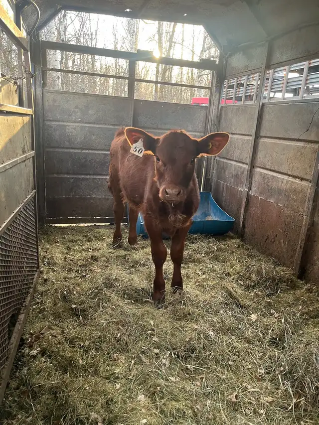 Red Angus Heifer | Livestock | Winnipeg | Free local classifieds - Kijiji
