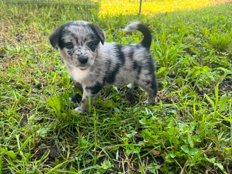 Texas Heelers Ready for new homes today!! Dogs & Puppies for