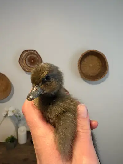 Ducklings , View more