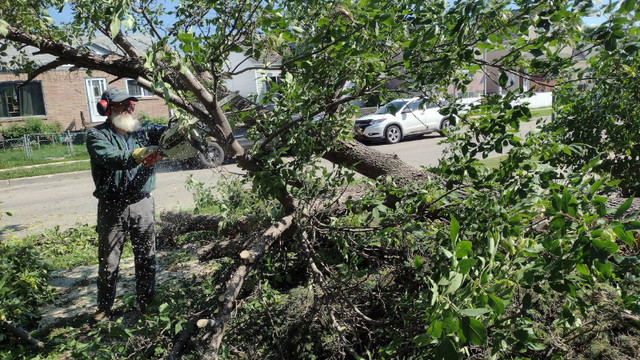 Thane Tree Care-Professional Stump grinding and tree care! in Lawn, Tree Maintenance & Eavestrough in Winnipeg - Image 4