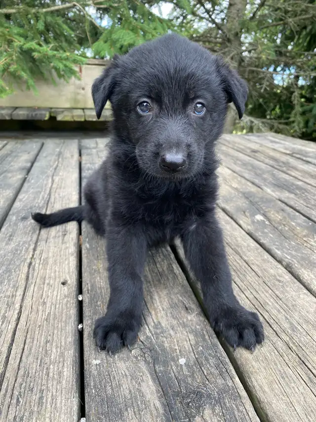 GERMAN  SHEPHERD ALL BLACK FEMALE PUPPY $1200 EUROPEAN  in Dogs & Puppies for Rehoming in Markham / York Region - Image 3