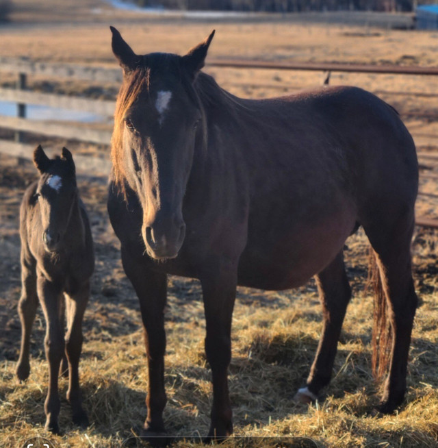 Canadian Quarterhorse cross mare 3 in 1 in Horses & Ponies for Rehoming in Edmonton - Image 2