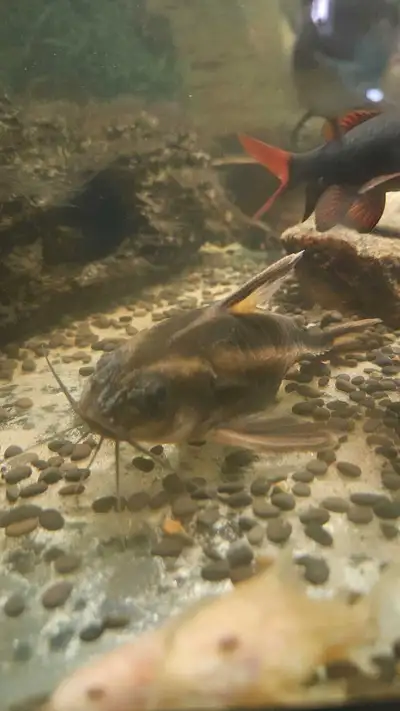 2x Stripped Rafael catfish, View more