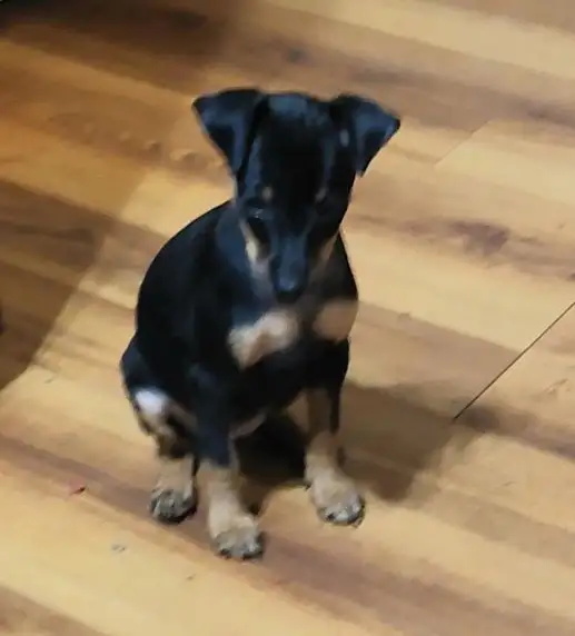 Mini Pinchers (Minpin) in Dogs & Puppies for Rehoming in Sarnia - Image 8