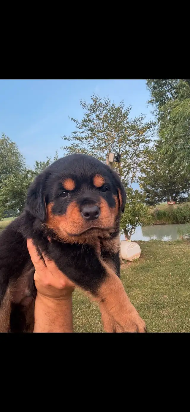 ROTTWEILER PUPPIES GERMAN BLOODLINE in Dogs & Puppies for Rehoming in Hamilton - Image 6
