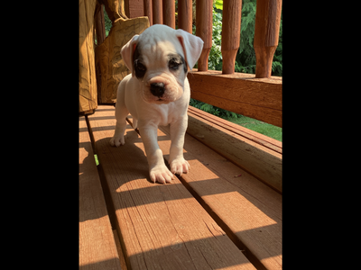 PURBREED BOXER PUPPIES FOR ADOPTION, View more