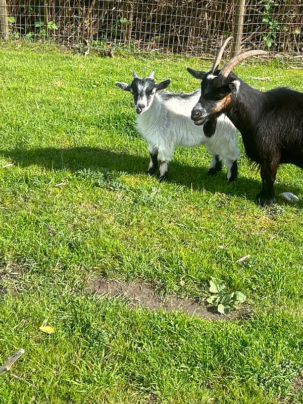Billy goat in Livestock in Chilliwack - Image 3