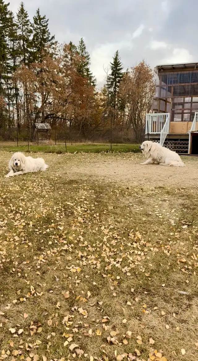 Great Pyrenees puppies ( PUREBRED) in Dogs & Puppies for Rehoming in St. Albert - Image 4