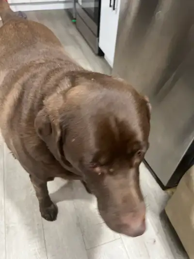 dog sitter, View more