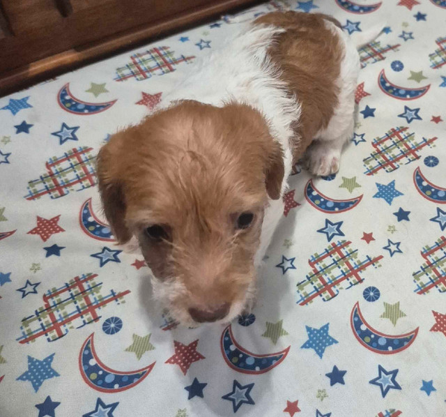 superbe petit teckel a poil long. Deux femelles et 1 mâles dans Chiens et chiots à adopter  à Laurentides