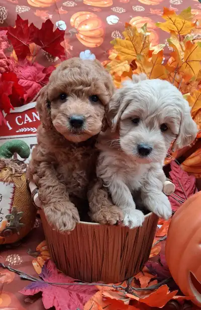 F1B Mini Golden Doodles., View more