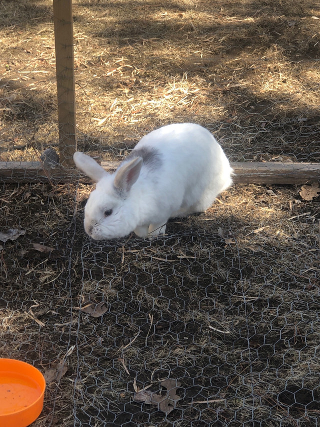 $40 Male Rabbit in Animal & Pet Services in Renfrew - Image 3