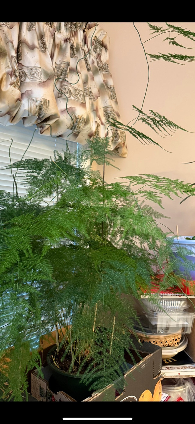 beautiful heathy plant in Plants, Fertilizer & Soil in Calgary