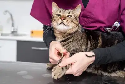 Mobile Pet Grooming Services, View more