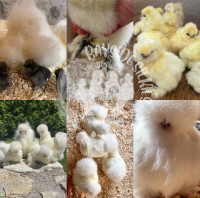 Purebred bearded and crested Silkie chicks! Colour separated