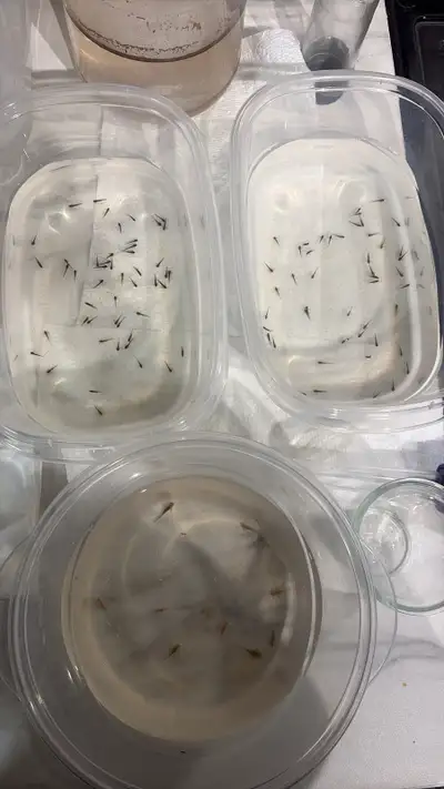 Axolotl baby’s for preorder , View more