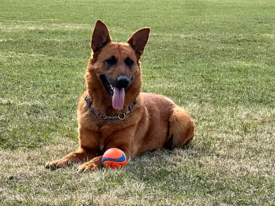 Where to begin when speaking about such an amazing dog. Ellie is turning 4 yrs old this July 15th. S...